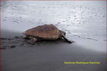 Ruta por la costa en memoria de José Luis González Ruano (Foto Ildefonso Rodríguez y TA)
